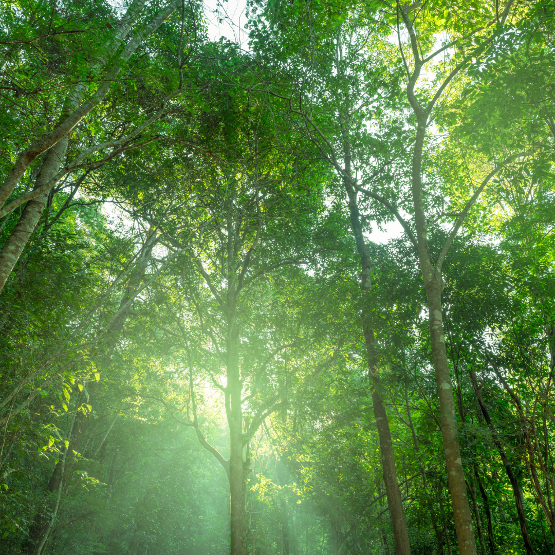 California Expands Carbon Tax Credits for Clean Energy: 2026 Update